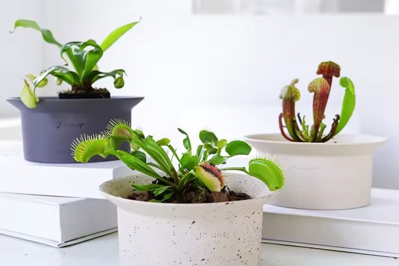 Small Ceramic Pot (6)